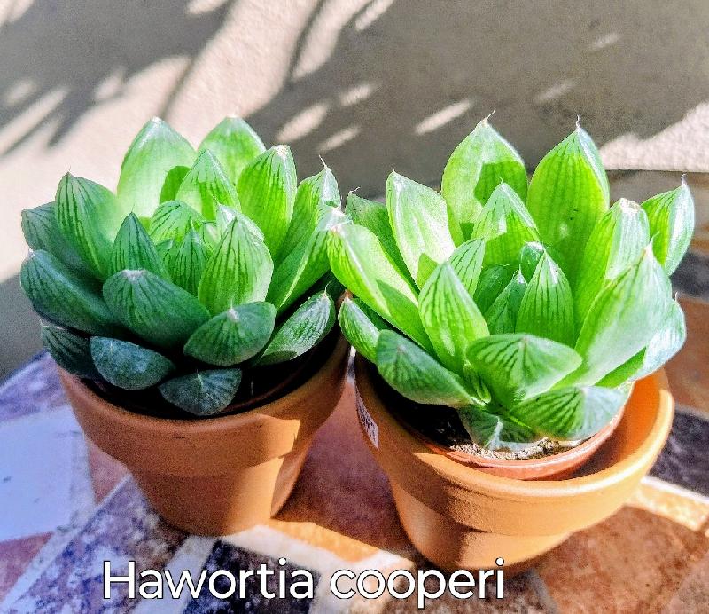 Haworthia cooperi.jpg